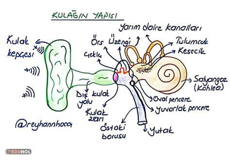 kulak duyu organı
